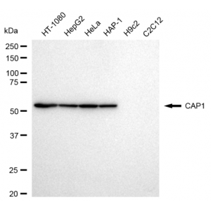 LifeSab™ KD-Validated CAP1 Rabbit mAb (20 μl)