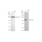 LifeSab™ KD-Validated CAP1 Rabbit mAb (20 μl)