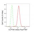 LifeSab™ KD-Validated CLPTM1 Rabbit mAb (20 μl)