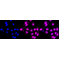 LifeSab™ KD-Validated CLPTM1 Rabbit mAb (20 μl)