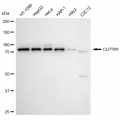 LifeSab™ KD-Validated CLPTM1 Rabbit mAb (20 μl)