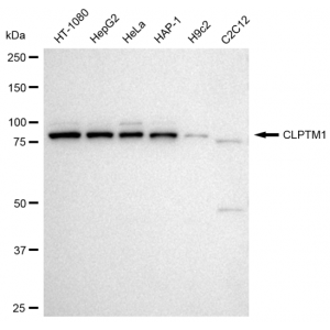 LifeSab™ KD-Validated CLPTM1 Rabbit mAb (20 μl)