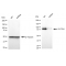 LifeSab™ KD-Validated CLPTM1 Rabbit mAb (20 μl)