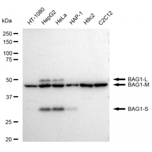 LifeSab™ KD-Validated BAG1 Rabbit mAb (20 μl)