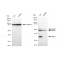 LifeSab™ KD-Validated BAG1 Rabbit mAb (20 μl)