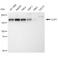 LifeSab™ KD-Validated CLIP1 Rabbit mAb (20 μl)