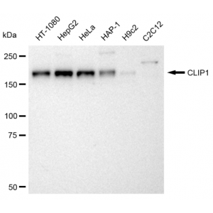 LifeSab™ KD-Validated CLIP1 Rabbit mAb (20 μl)