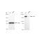 LifeSab™ KD-Validated CLIP1 Rabbit mAb (20 μl)