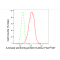 LifeSab™ KD-Validated AKAP8 Rabbit mAb (20 μl)