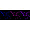 LifeSab™ KD-Validated AKAP8 Rabbit mAb (20 μl)