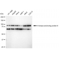 LifeSab™ KD-Validated AKAP8 Rabbit mAb (20 μl)