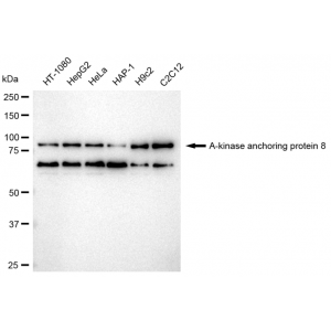 LifeSab™ KD-Validated AKAP8 Rabbit mAb (20 μl)