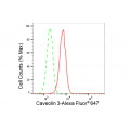 LifeSab™ KD-Validated CAV3 Rabbit mAb (20 μl)