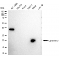 LifeSab™ KD-Validated CAV3 Rabbit mAb (20 μl)