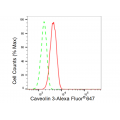 LifeSab™ KD-Validated CAV3 Rabbit mAb (20 μl)