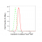 LifeSab™ KD-Validated CAV3 Rabbit mAb (20 μl)