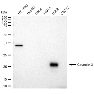 LifeSab™ KD-Validated CAV3 Rabbit mAb (20 μl)