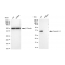 LifeSab™ KD-Validated CAV3 Rabbit mAb (20 μl)