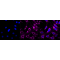 LifeSab™ KD-Validated CTNND1 Rabbit mAb (20 μl)