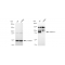 LifeSab™ KD-Validated CTNND1 Rabbit mAb (20 μl)