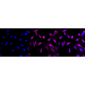 LifeSab™ KD-Validated AR Rabbit mAb (20 μl)