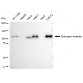 LifeSab™ KD-Validated AR Rabbit mAb (20 μl)