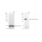 LifeSab™ KD-Validated AR Rabbit mAb (20 μl)