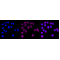 LifeSab™ KD-Validated BCL2L1 Rabbit mAb (20 μl)