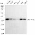 LifeSab™ KD-Validated BCL2L1 Rabbit mAb (20 μl)