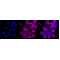 LifeSab™ KD-Validated CD44 Rabbit mAb (20 μl)