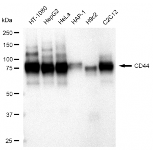 LifeSab™ KD-Validated CD44 Rabbit mAb (20 μl)