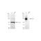 LifeSab™ KD-Validated CD44 Rabbit mAb (20 μl)