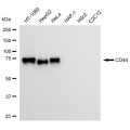 LifeSab™ KD-Validated CD44 Rabbit mAb (20 μl)