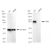 LifeSab™ KD-Validated CD44 Rabbit mAb (20 μl)