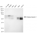 LifeSab™ KD-Validated BIN1 Rabbit mAb (20 μl)