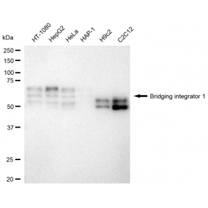 LifeSab™ KD-Validated BIN1 Rabbit mAb (20 μl)