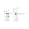 LifeSab™ KD-Validated BIN1 Rabbit mAb (20 μl)