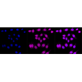 LifeSab™ KD-Validated C3orf38 Rabbit mAb (20 μl)