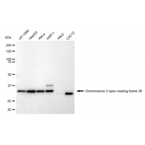 LifeSab™ KD-Validated C3orf38 Rabbit mAb (20 μl)