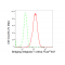 LifeSab™ KD-Validated BIN1 Rabbit mAb (20 μl)