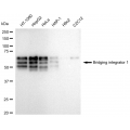 LifeSab™ KD-Validated BIN1 Rabbit mAb (20 μl)