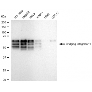 LifeSab™ KD-Validated BIN1 Rabbit mAb (20 μl)