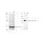 LifeSab™ KD-Validated AR Rabbit mAb (20 μl)