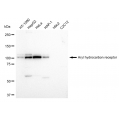 LifeSab™ KD-Validated AHR Rabbit mAb (20 μl)