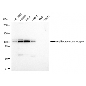 LifeSab™ KD-Validated AHR Rabbit mAb (20 μl)