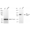 LifeSab™ KD-Validated AHR Rabbit mAb (20 μl)