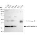 LifeSab™ KD-Validated CTSD Rabbit mAb (20 μl)