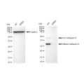 LifeSab™ KD-Validated CTSD Rabbit mAb (20 μl)