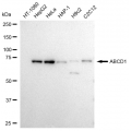 LifeSab™ KD-Validated ABCD1 Rabbit mAb (20 μl)