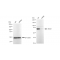 LifeSab™ KD-Validated ABCD1 Rabbit mAb (20 μl)